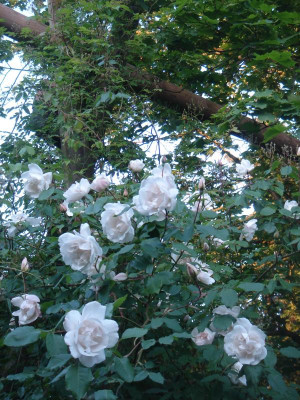 DSC06247.JPG