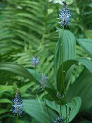 phyteuma_spic_ssp_coeruleum_013.jpg