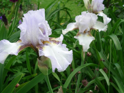 IMGP7331.JPG