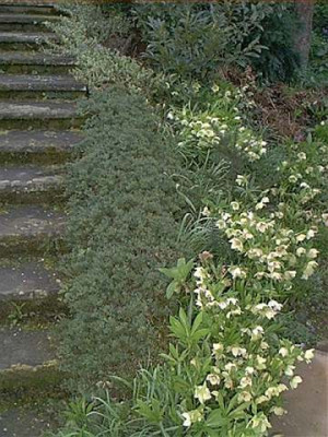 Helleborus_Treppe.jpg