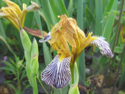 variegata 2.JPG
