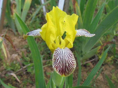 variegata 3.JPG