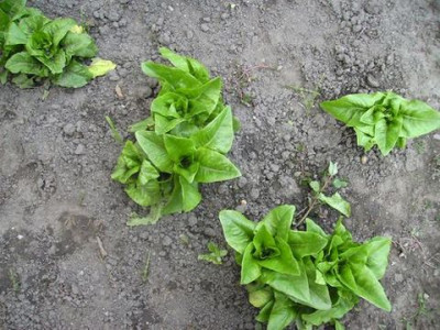 spinat_oder_salat.jpg