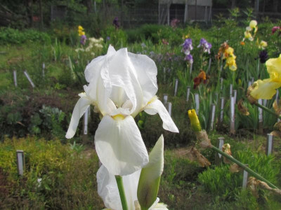 Dame Blanche.jpg