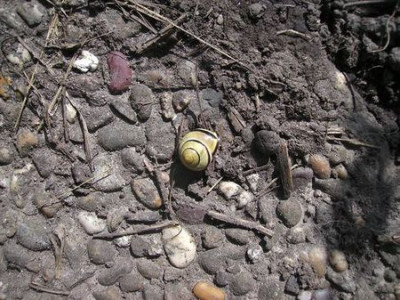 angezogene_Schnecke.jpg