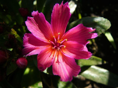 Lewisia ´Little Raspberry Bitterwurz´.jpg