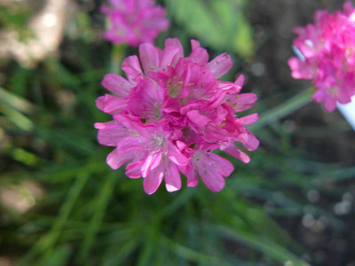 Armeria maritima `Düsseldorfer Stolz` Strand Grasnelke.jpg