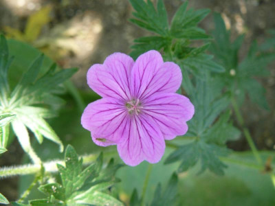 Geranium 'Blushing Turtle Storchschnabel.jpg