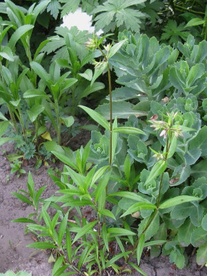 Phlox triflora 1 ganz.JPG