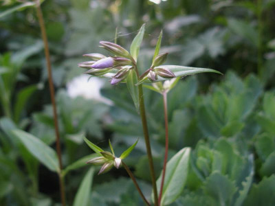 Phlox triflora 1 Knospe.JPG