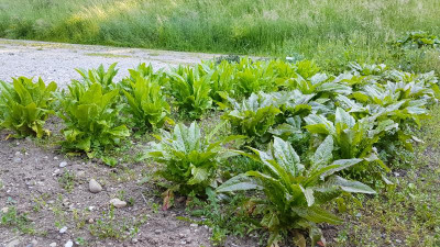 PhotoEditor_20190602_203744670.jpg