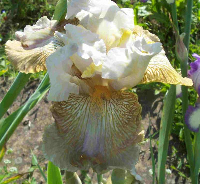 100_7807 Sämling weiß-gold.jpg