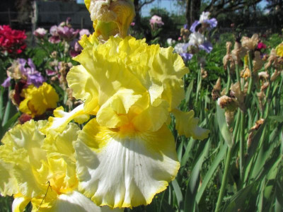 Melody of Spring.jpg