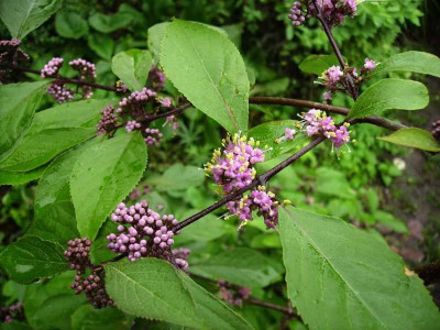 Callicarpa.jpg