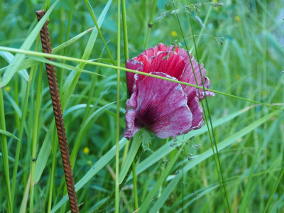 Papaver 'Patty's Plum' P6020011.JPG