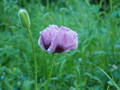 Papaver 'Patty's Plum' P6020010.JPG