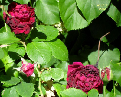 Zu heiss fuer Rosen 2019 06.jpg