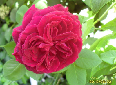 Rose im Schatten 2019 06b.jpg