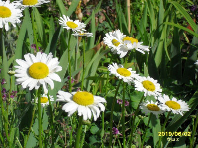 Sonnenschein und Hitze 2019 06.jpg