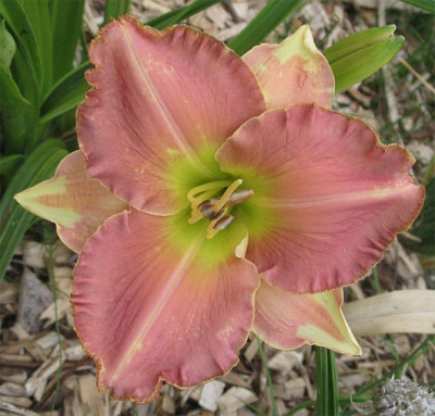 smlg-x-edbrown_IMG.jpg