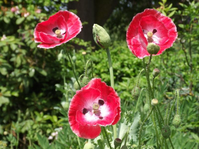 DSCF6434.JPG