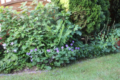 Geranium vor Hortensie IMG_9492.jpg