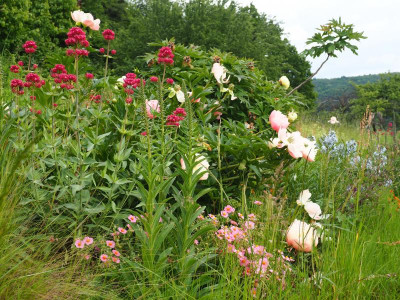 Pink Hawaiian Coral mit Helianthemum und Centranthus P5270007.JPG