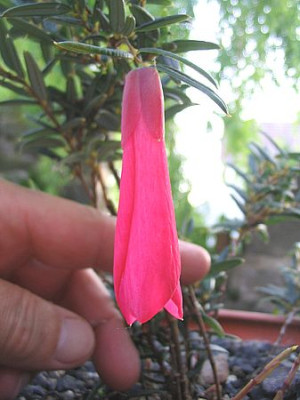 Philesia_fars_2007.jpg