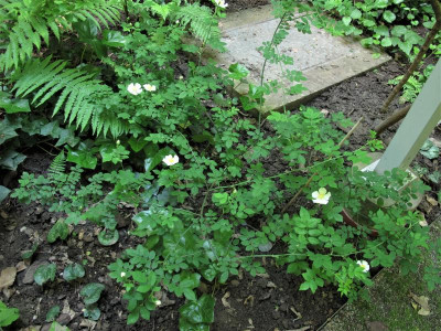 rosaarvensis1.img.JPG