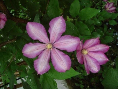 C.d.Bouchaud.jpg