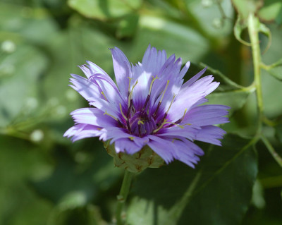 Catananche-caerulea-Major-0.jpg