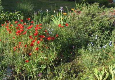 IMG_6560_Wiese_3Juni2019_.jpg