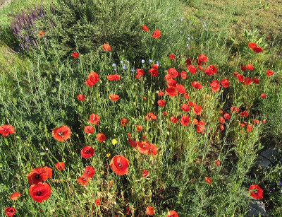 IMG_6553_Wiese_3Juni2019_.jpg