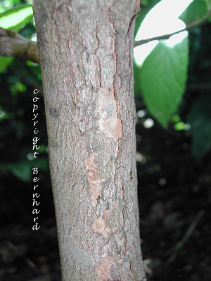 stewartia_pseudocamellia_ri.jpg