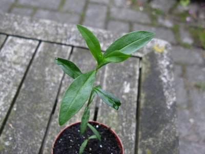 Unbekanntes Phlox Objekt.JPG