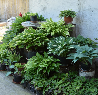 hosta_topfgarten_01.jpg