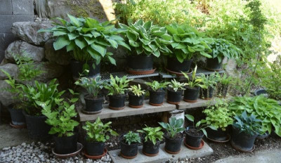 hosta_topfgarten_02.jpg