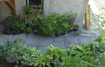 hosta_topfgarten_03.jpg