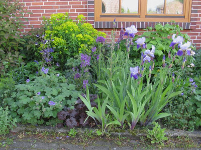 Geranium und Iris.jpg