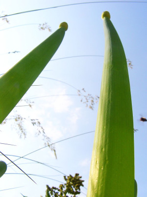Allium_altaicum_07-02.jpg