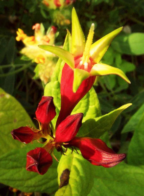 Spigelia_marilandica.jpg
