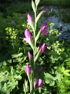 Gladiole.JPG