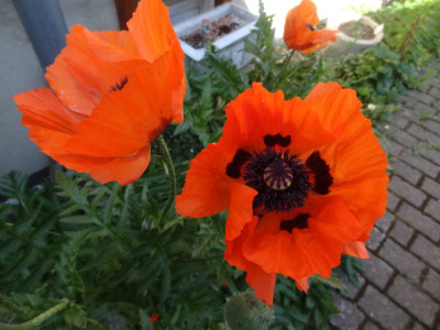 Mohn.JPG