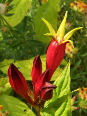 Spigelia_marilandica_Seite.jpg