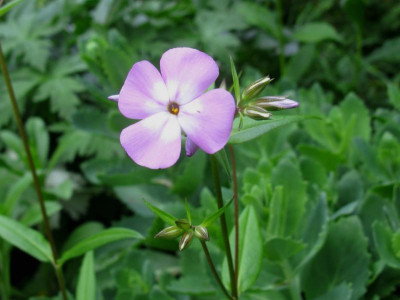 Phlox triflora 1 Blüte.JPG