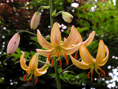L.hansonii.jpg