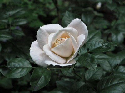 lionsrose.img.JPG