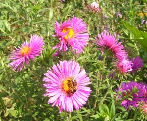 Aster_novi..jpg