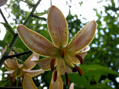 L.hansonii_u.jpg