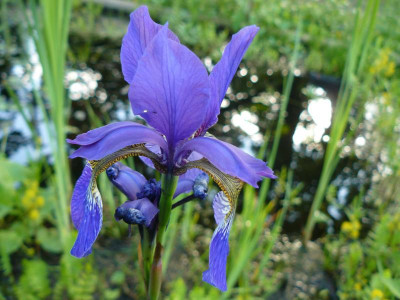 Iris versicolor Amerikanische Sumpfschwertlilie.jpg